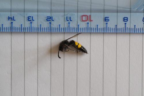 Réf. 289 131 : Scolia sp.